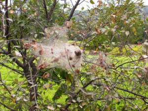 fall webworm