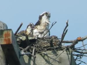 Osprey and chick at the PPL Lake Wallenpaupack Preserve. 